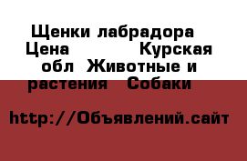 Щенки лабрадора › Цена ­ 1 000 - Курская обл. Животные и растения » Собаки   